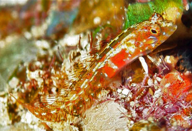 Emblemaria hyltoni