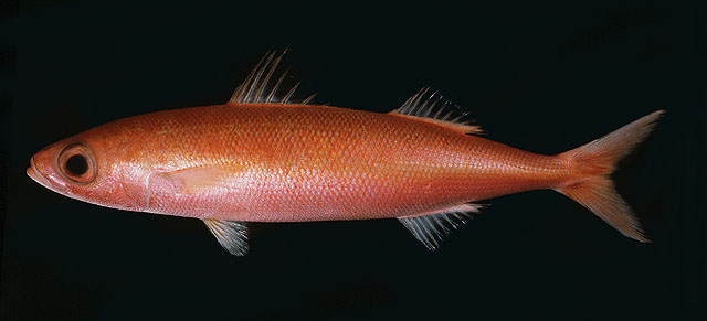 Emmelichthys karnellai