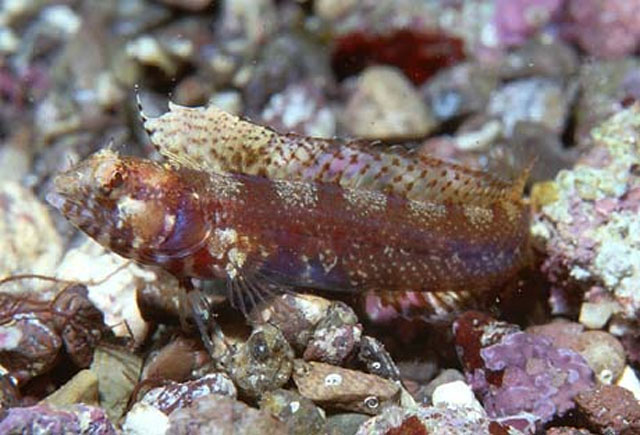 Emblemaria walkeri