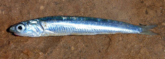 Engraulis australis
