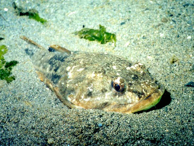 Leptocottus armatus