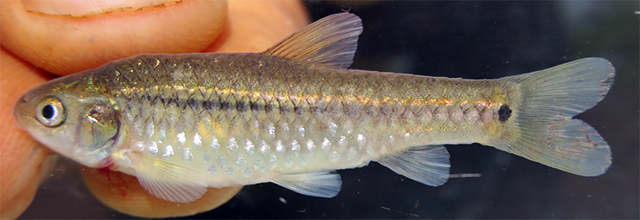 Enteromius brevidorsalis