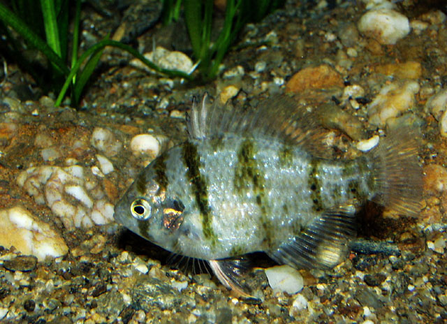 Enneacanthus chaetodon