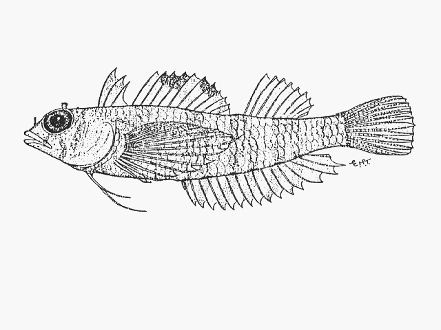 Enneapterygius clarkae