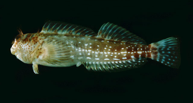 Encor_u0.jpg