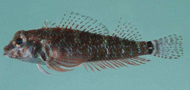 Enneapterygius elegans