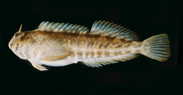 Enepa_u0.jpg