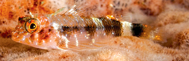 Enneanectes flavus