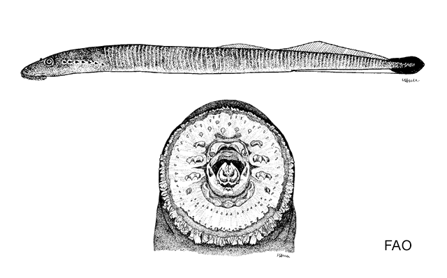 Entosphenus folletti