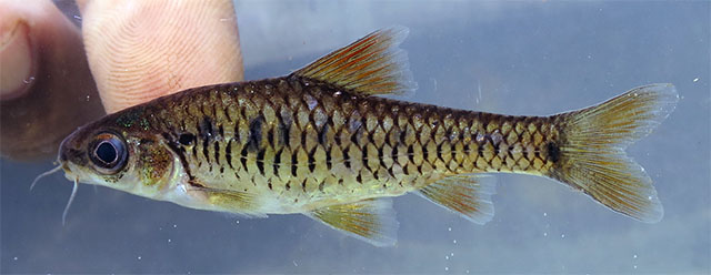 Enteromius marmoratus