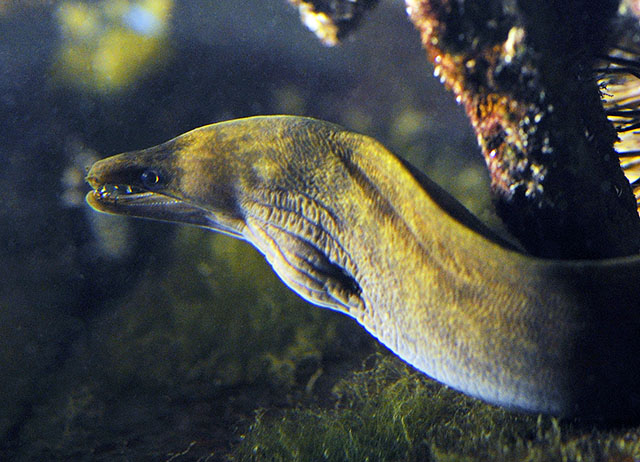 Enchelycore nigricans