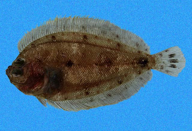 Engyophrys sanctilaurentii