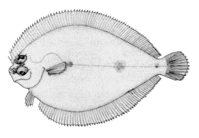 Engyophrys senta