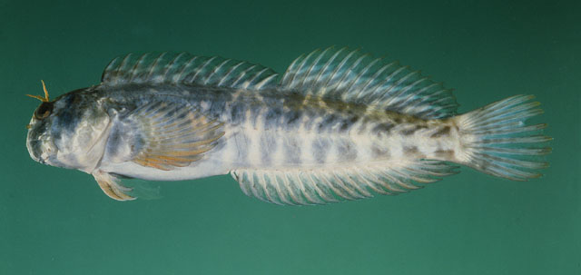Enspp_u7.jpg