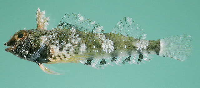 Enneapterygius ventermaculus