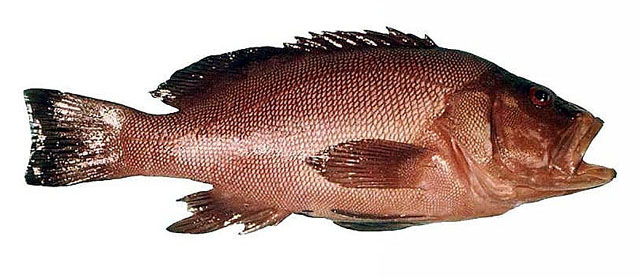 Epinephelides armatus