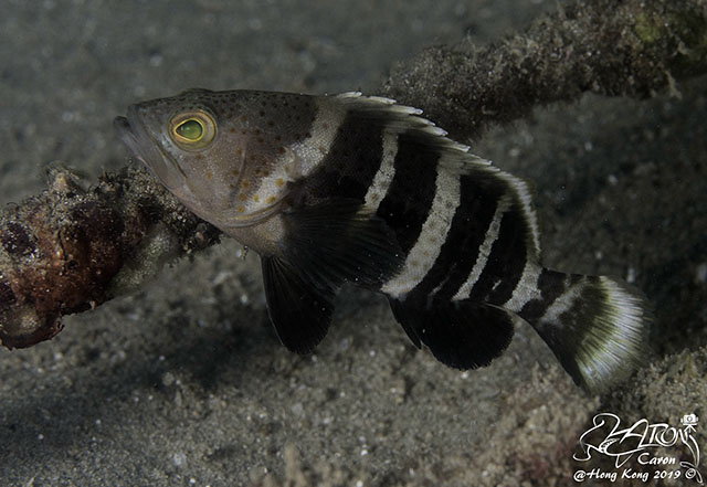 Epinephelus awoara