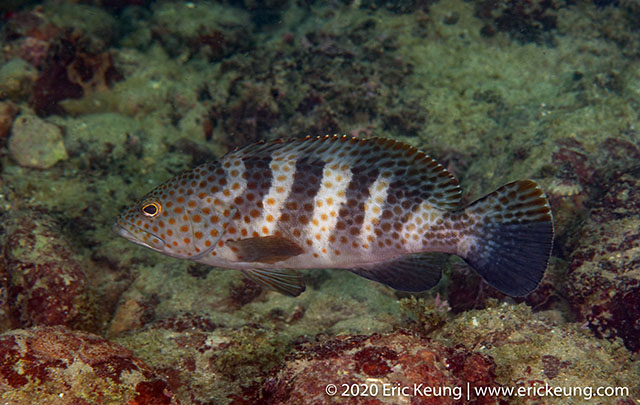 Epinephelus bleekeri