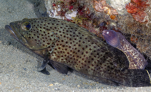 Epinephelus bontoides