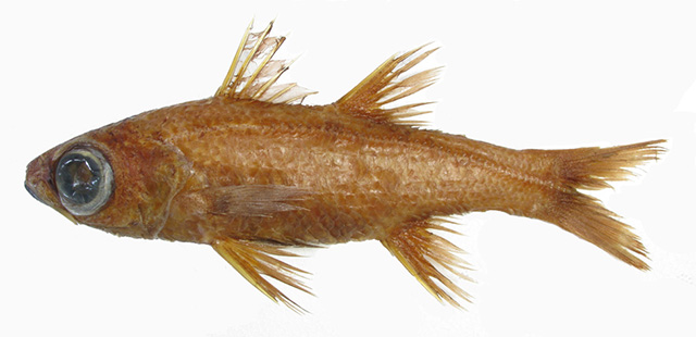 Epigonus chilensis