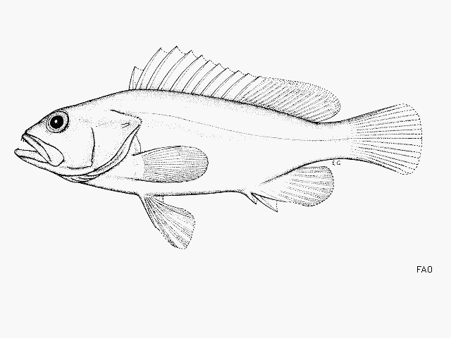 Epinephelus chlorocephalus