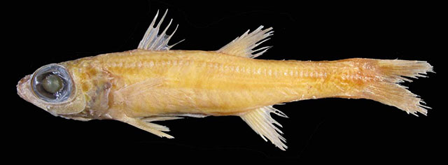 Epigonus ctenolepis