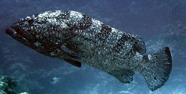 Epinephelus daemelii