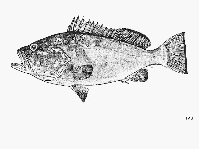 Hyporthodus darwinensis