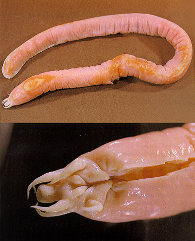 Rubicundus eos