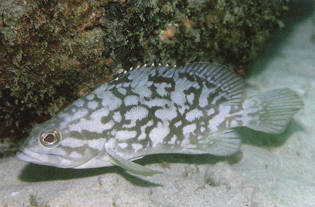Epinephelus erythrurus