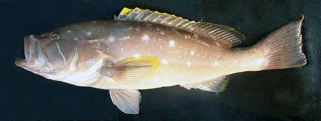 Hyporthodus flavolimbatus