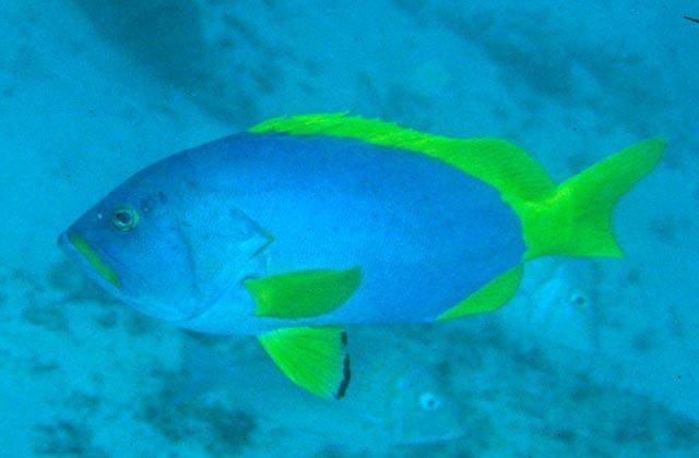Epinephelus flavocaeruleus