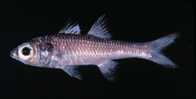 Epigonus glossodontus