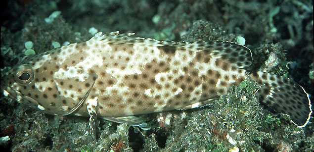 Epinephelus howlandi