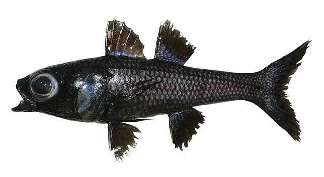 Epigonus indicus