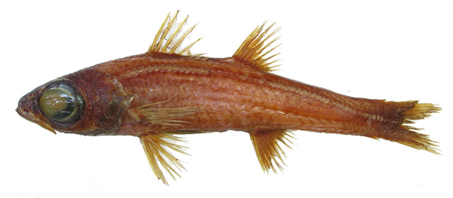 Epigonus machaera