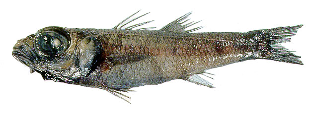 Epigonus macrops