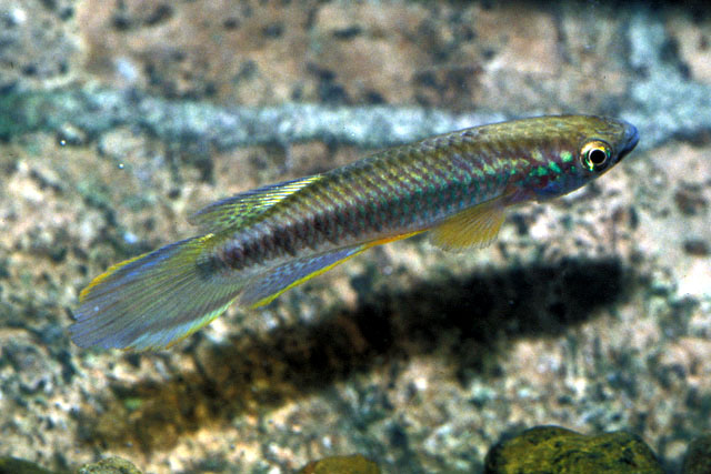 Epiplatys olbrechtsi