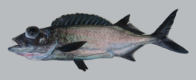 Epinnula rex