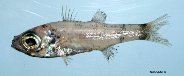 Epigonus pandionis