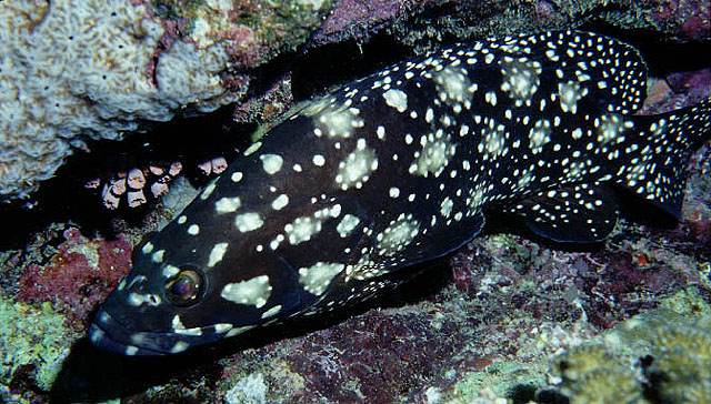 Epinephelus summana