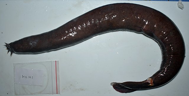 Eptatretus sunilii
