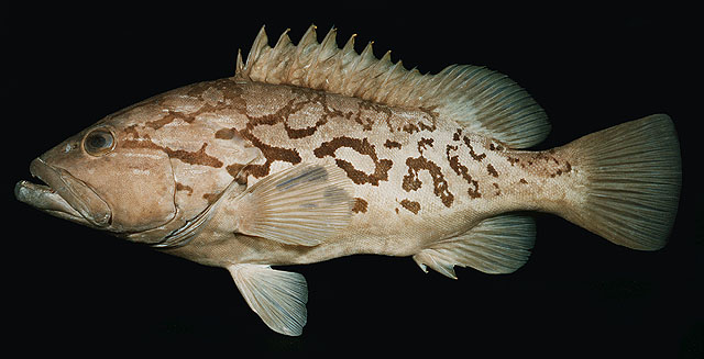 Epinephelus tuamotuensis