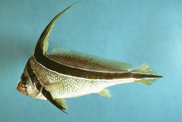 Eques lanceolatus