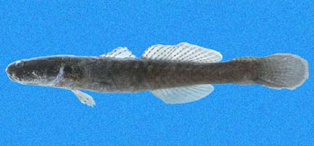 Erotelis armiger