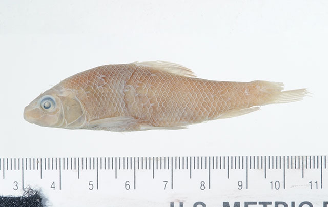 Erimyzon claviformis