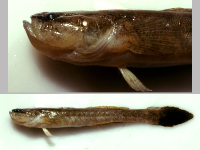Erotelis smaragdus