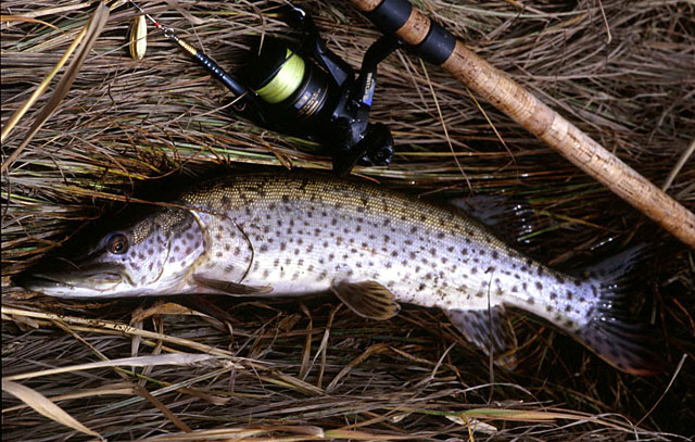 Esox reichertii
