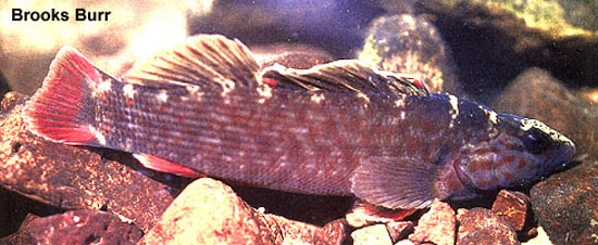 Nothonotus aquali