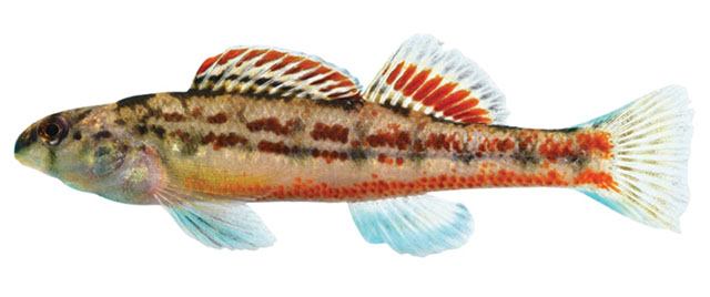 Etheostoma bellator